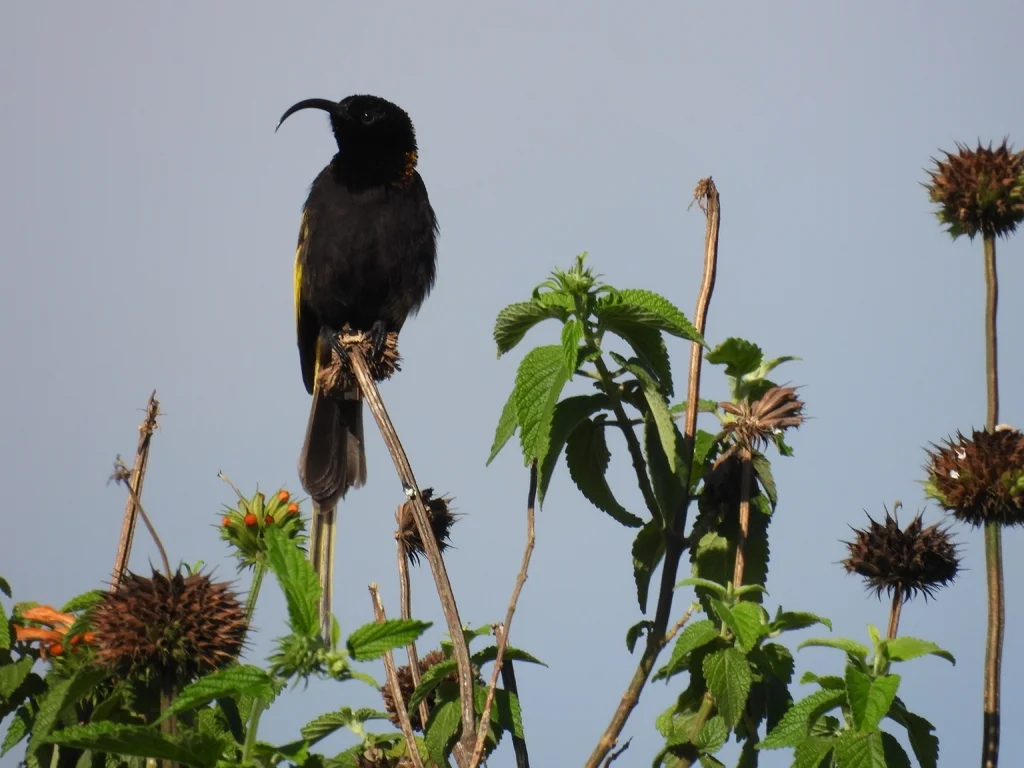金翅花蜜鸟(Drepanorhynchus reichenowi)