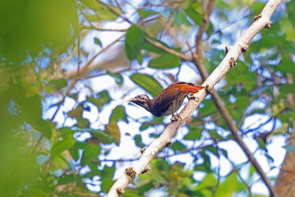 淡嘴镰嘴风鸟(Drepanornis bruijnii)