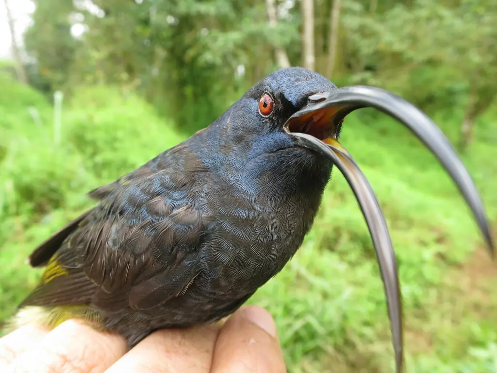 巨花蜜鸟(Dreptes thomensis)