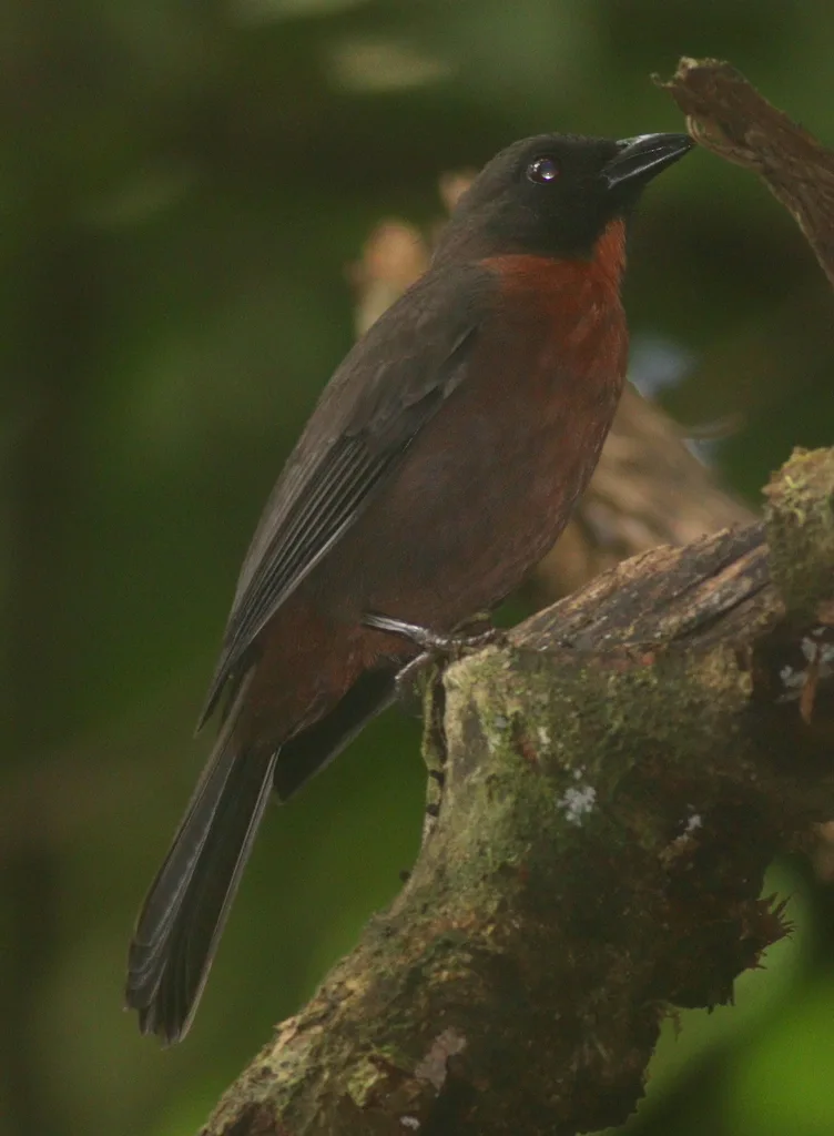 黑颊蚁唐纳雀（Driophlox atrimaxillaris）
