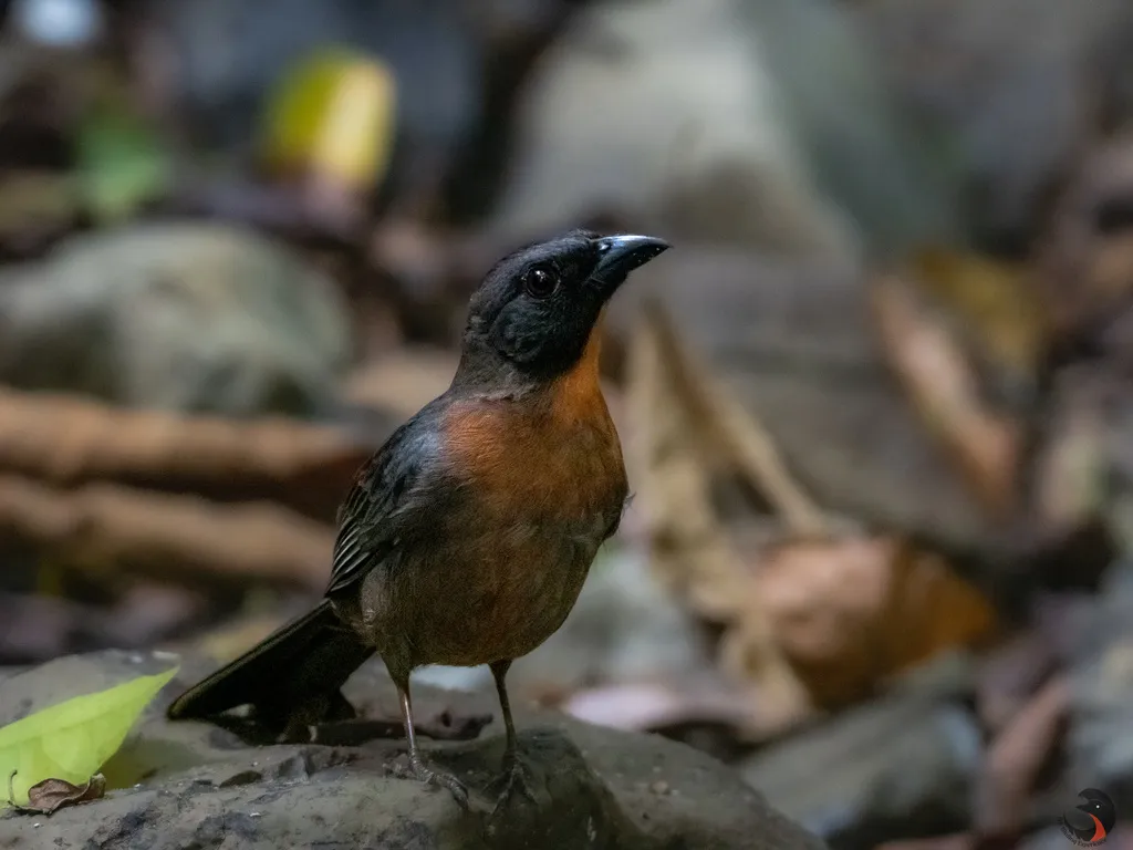 黑颊蚁唐纳雀（Driophlox atrimaxillaris）