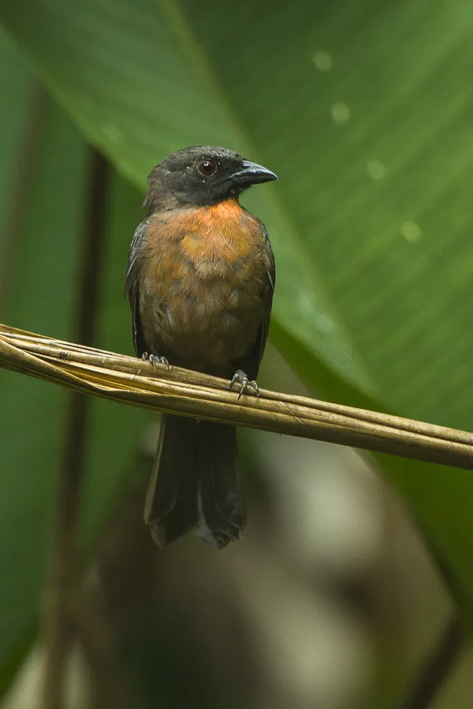 黑颊蚁唐纳雀（Driophlox atrimaxillaris）