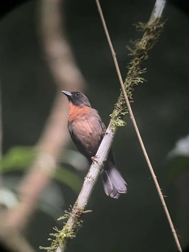 黑颊蚁唐纳雀（Driophlox atrimaxillaris）