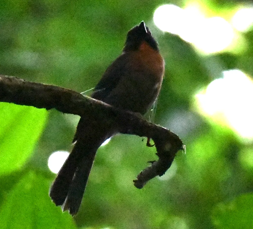 黑颊蚁唐纳雀（Driophlox atrimaxillaris）