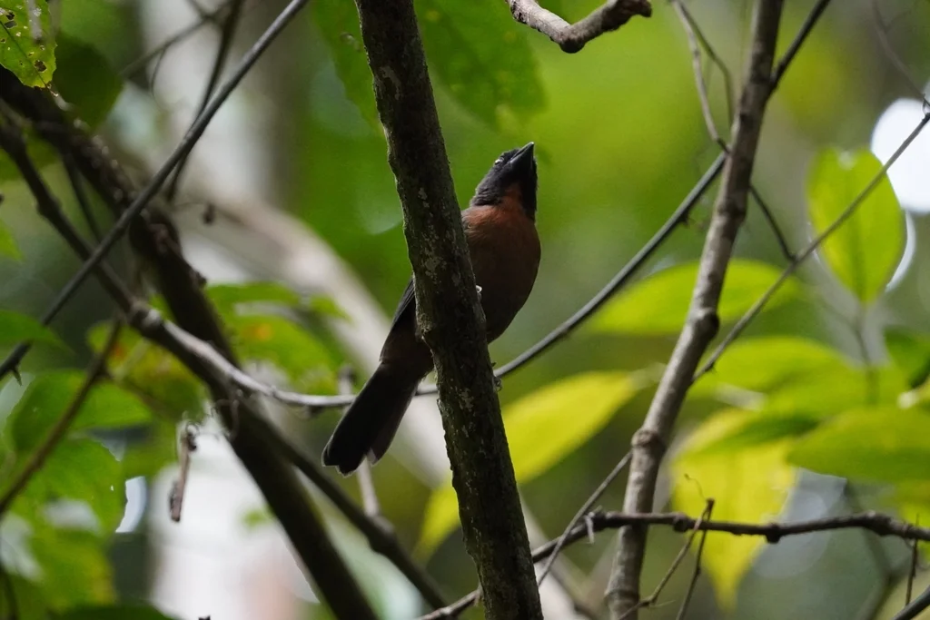 黑颊蚁唐纳雀（Driophlox atrimaxillaris）
