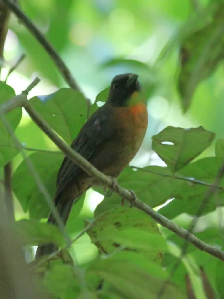 黑颊蚁唐纳雀（Driophlox atrimaxillaris）