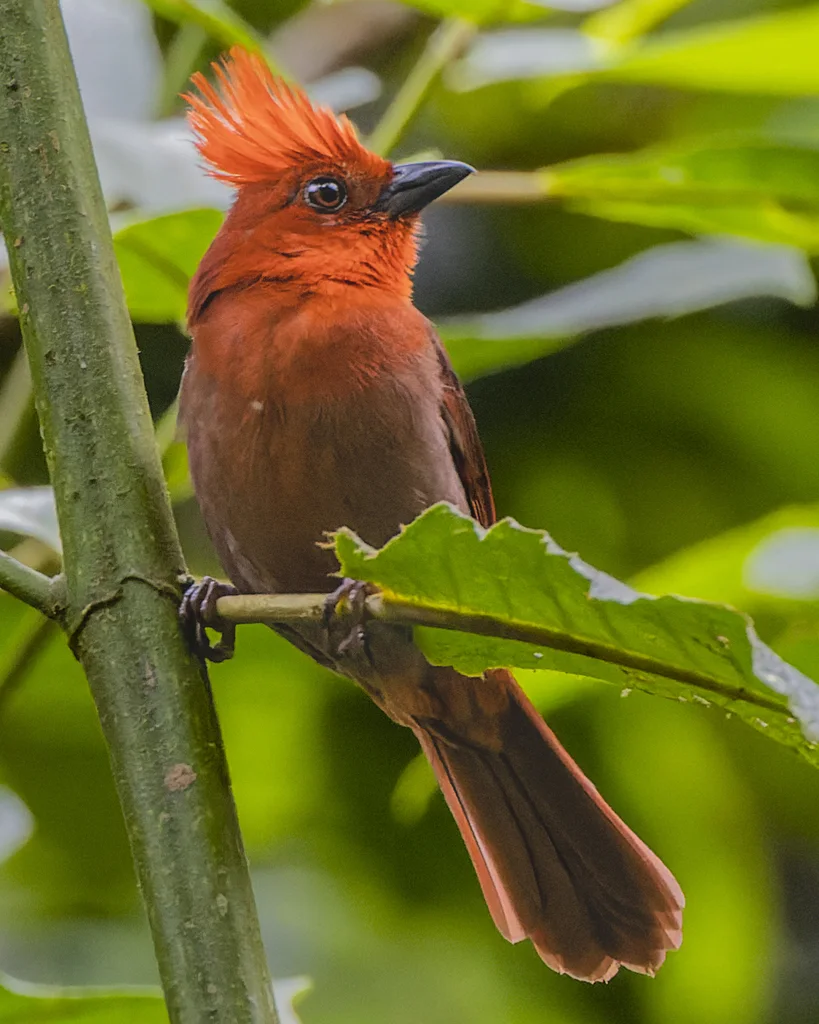 红冠蚁唐纳雀(Driophlox cristata)