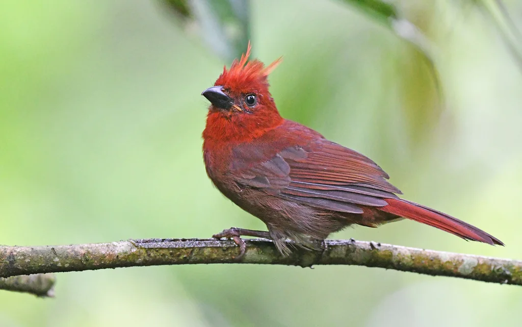 红冠蚁唐纳雀(Driophlox cristata)