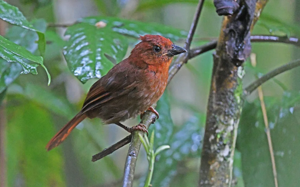 红冠蚁唐纳雀(Driophlox cristata)