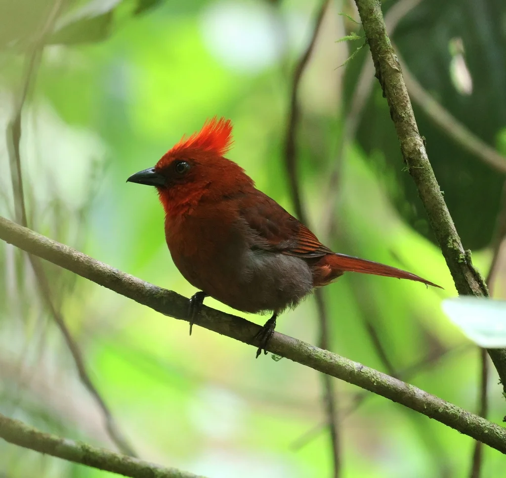 红冠蚁唐纳雀(Driophlox cristata)