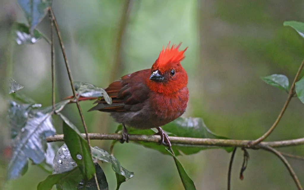 红冠蚁唐纳雀(Driophlox cristata)