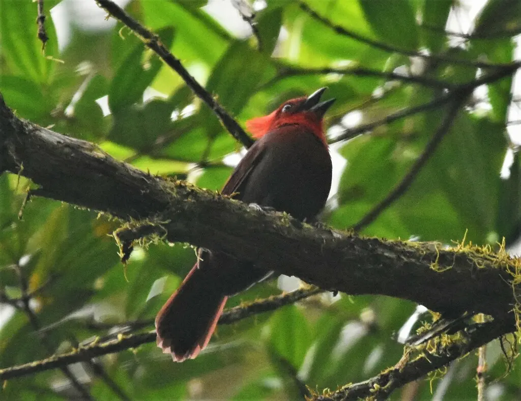 红冠蚁唐纳雀(Driophlox cristata)