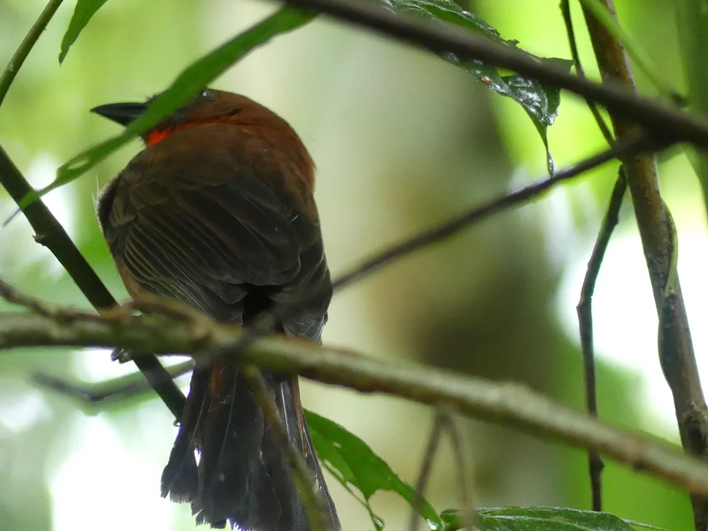 红喉蚁唐纳雀(Driophlox fuscicauda)