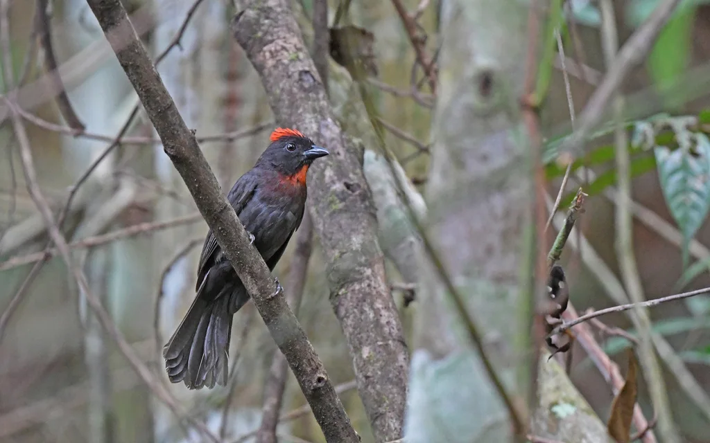 烟色蚁唐纳雀(Driophlox gutturalis)