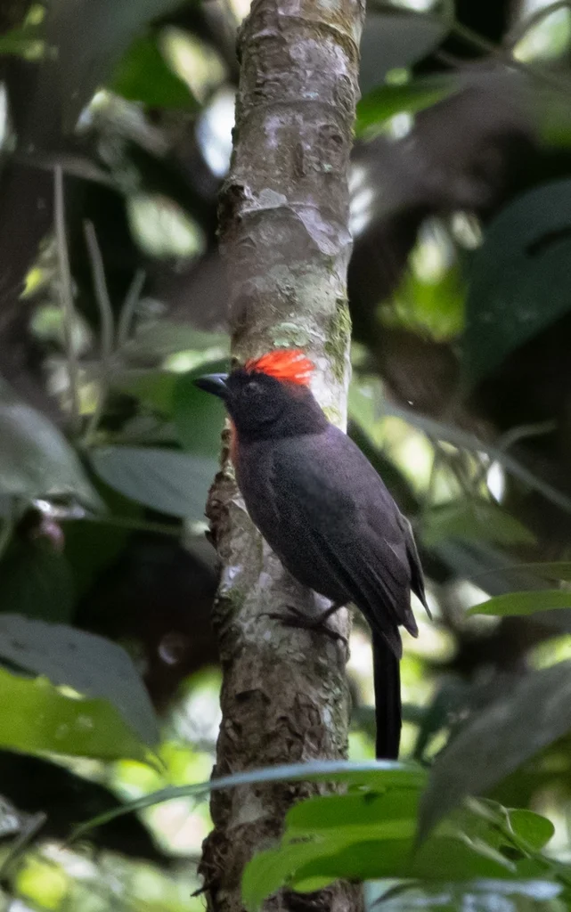 烟色蚁唐纳雀(Driophlox gutturalis)
