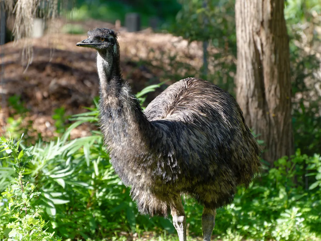 鸸鹋(Dromaius novaehollandiae)
