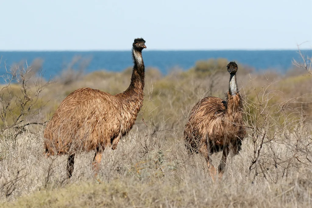 鸸鹋(Dromaius novaehollandiae)