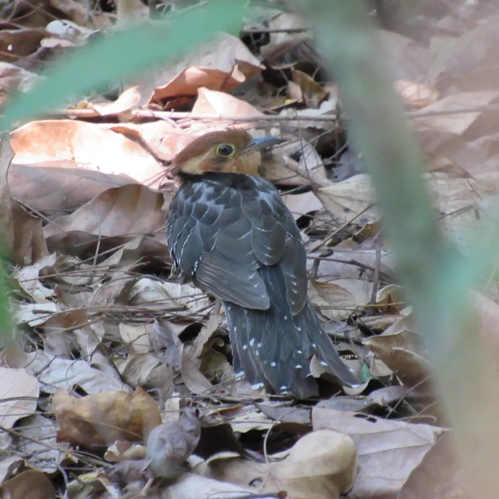 小雉鹃(Dromococcyx pavoninus)