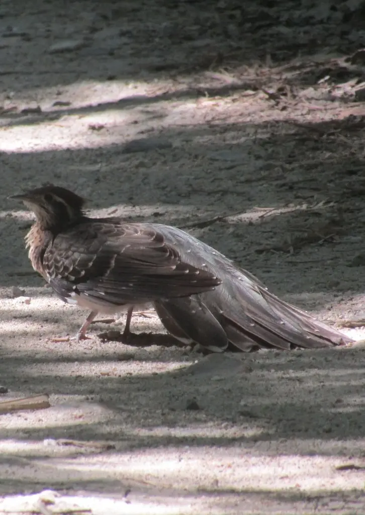 雉鹃(Dromococcyx phasianellus)