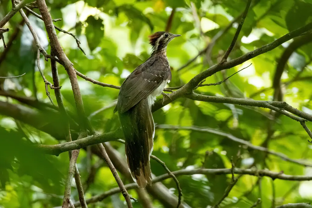 雉鹃(Dromococcyx phasianellus)