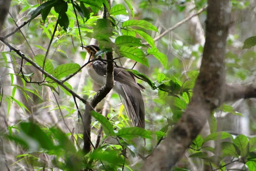 雉鹃(Dromococcyx phasianellus)