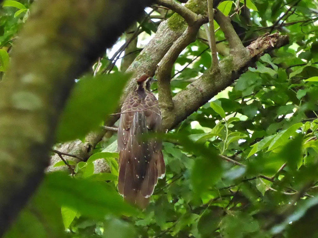 雉鹃(Dromococcyx phasianellus)