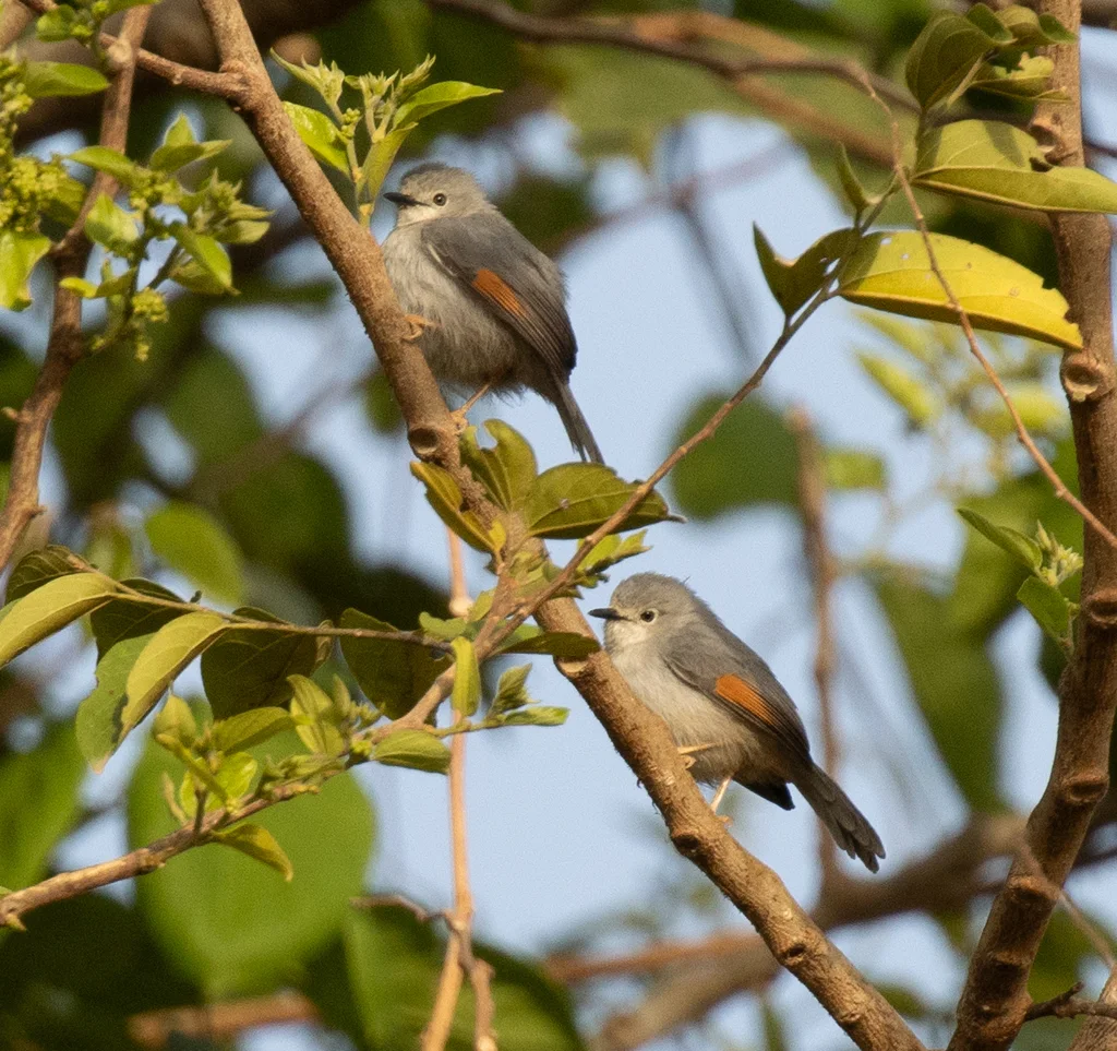 红翅灰莺(Drymocichla incana)