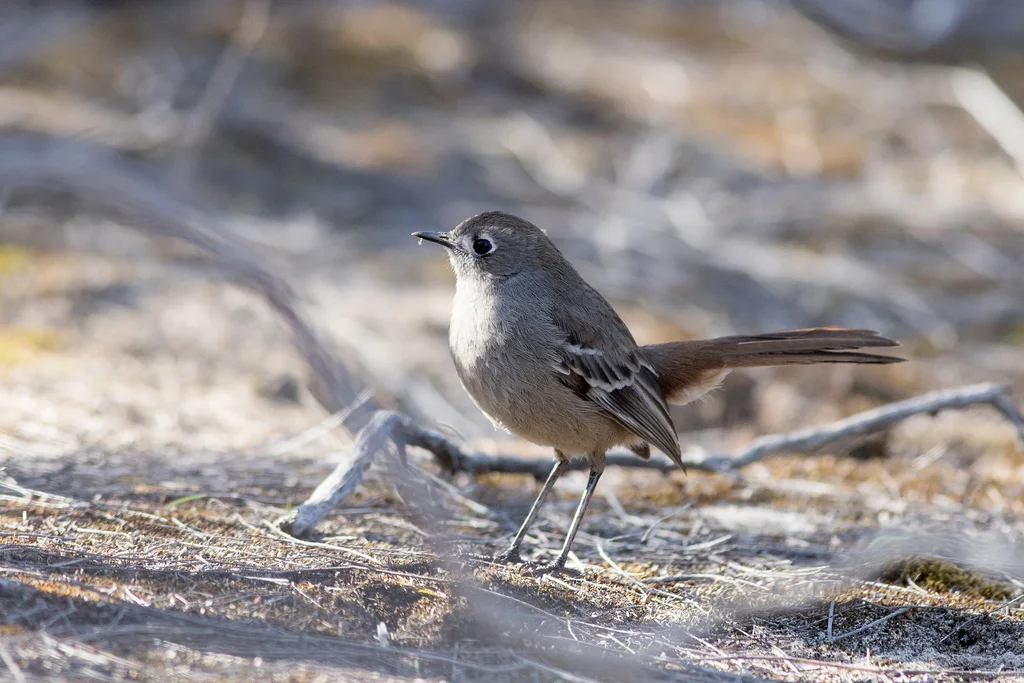 栗腰薮鸲(Drymodes brunneopygia)