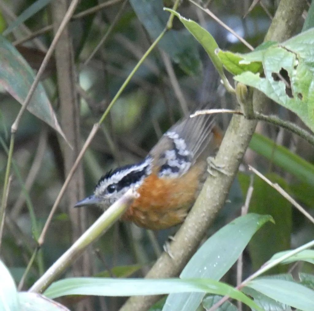 伯氏蚁鸟（Drymophila rubricollis）