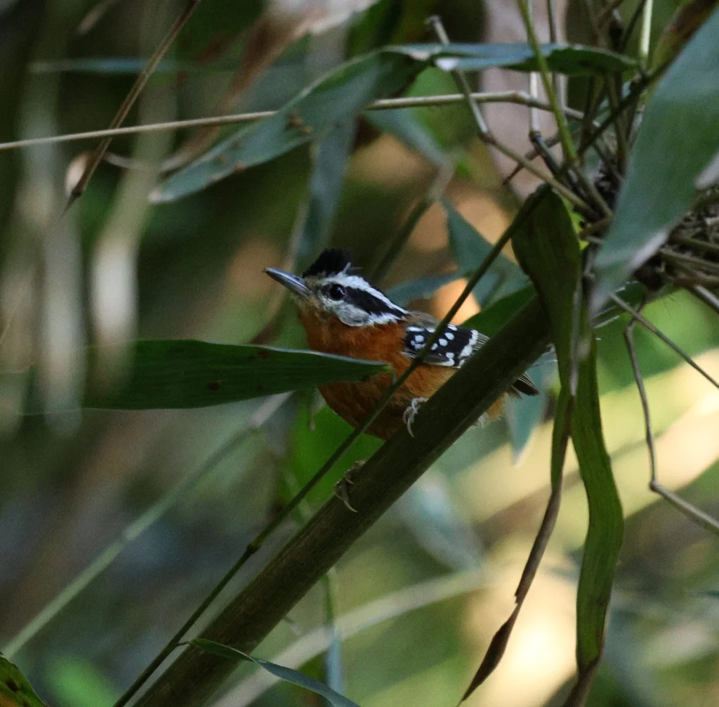 伯氏蚁鸟（Drymophila rubricollis）