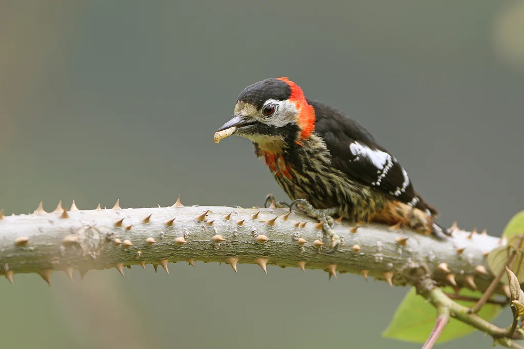 红枕啄木鸟(Dryobates cathpharius)