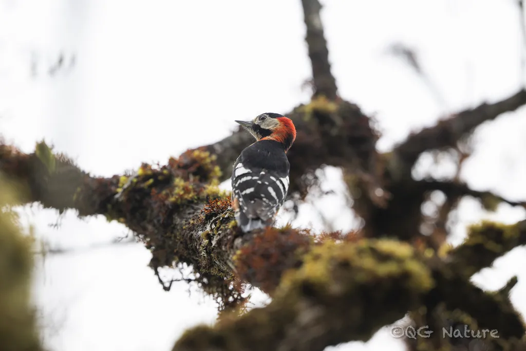 红枕啄木鸟(Dryobates cathpharius)