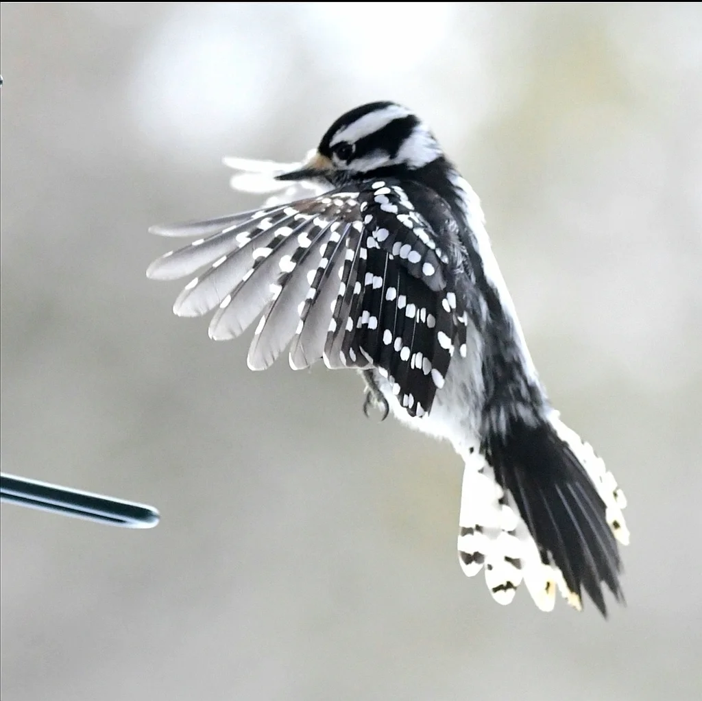 绒啄木鸟(Dryobates pubescens)