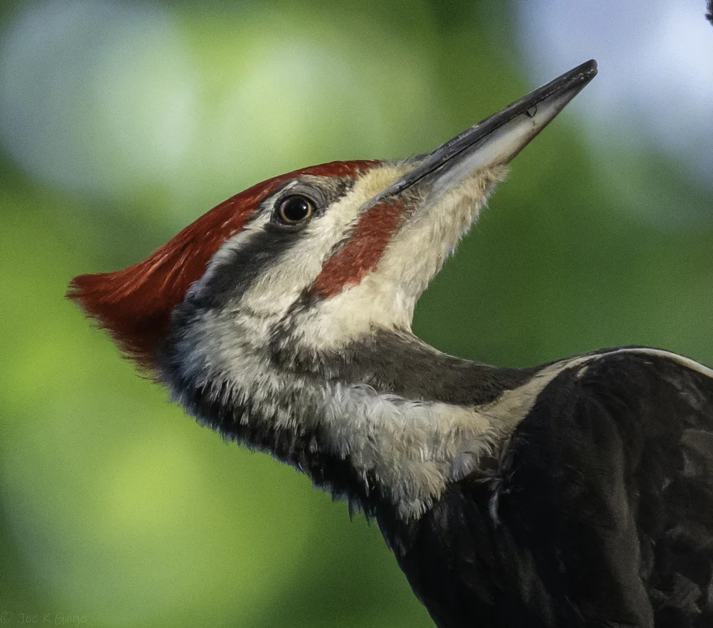 北美黑啄木鸟(Dryocopus pileatus)