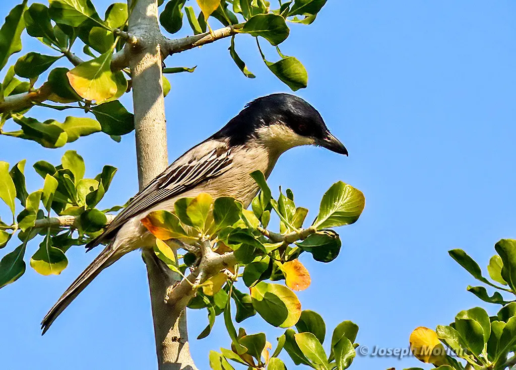 黑背蓬背鵙(Dryoscopus cubla)