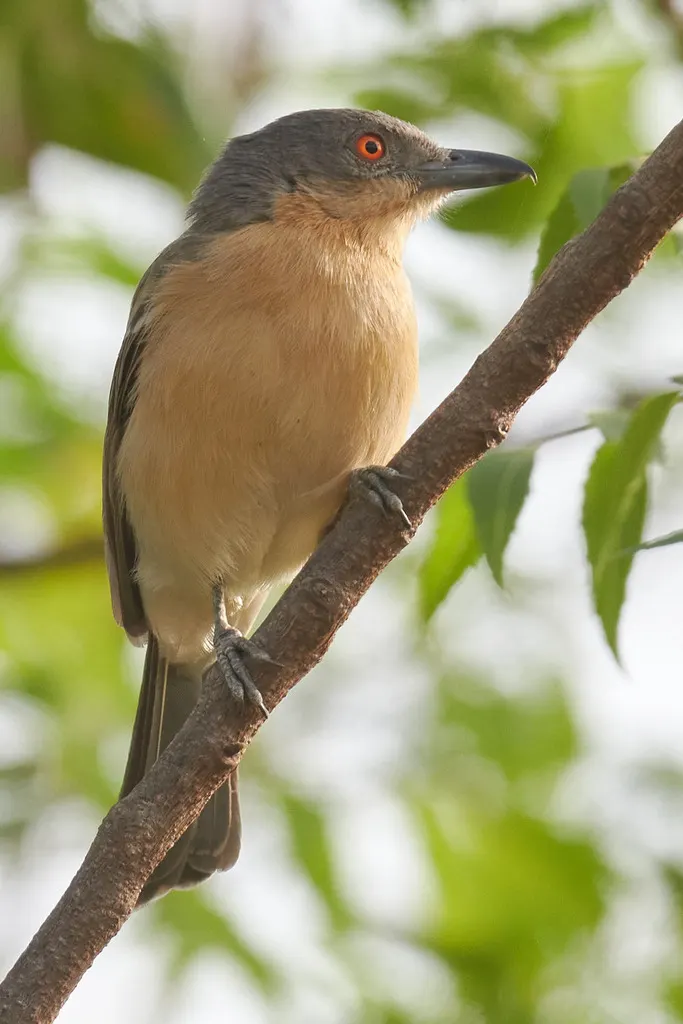 蓬背鵙(Dryoscopus gambensis)