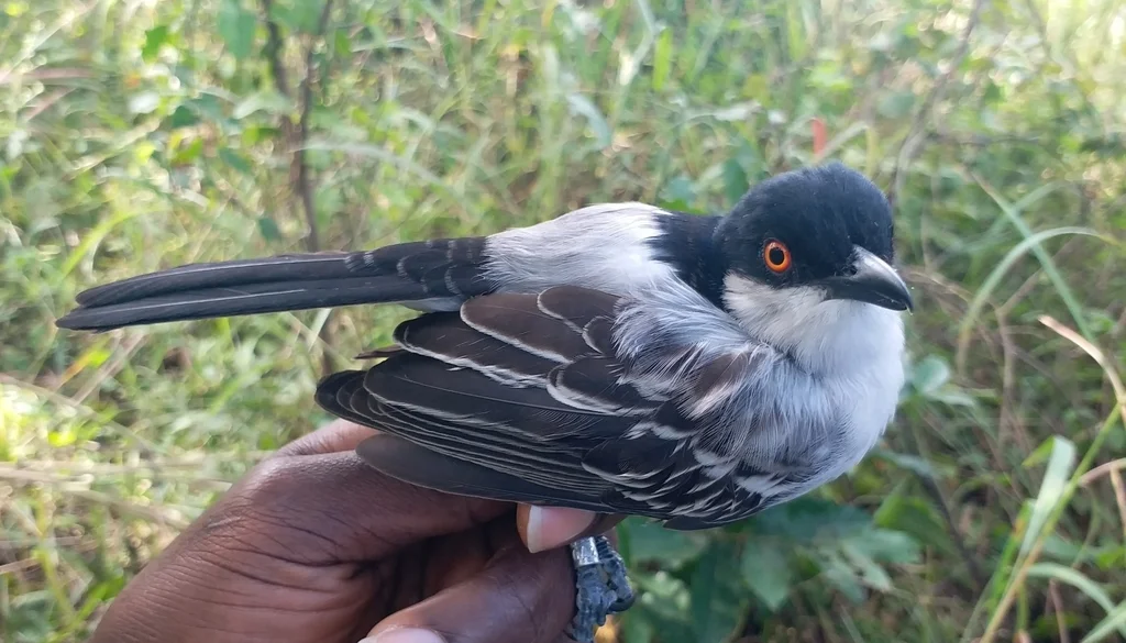 蓬背鵙(Dryoscopus gambensis)