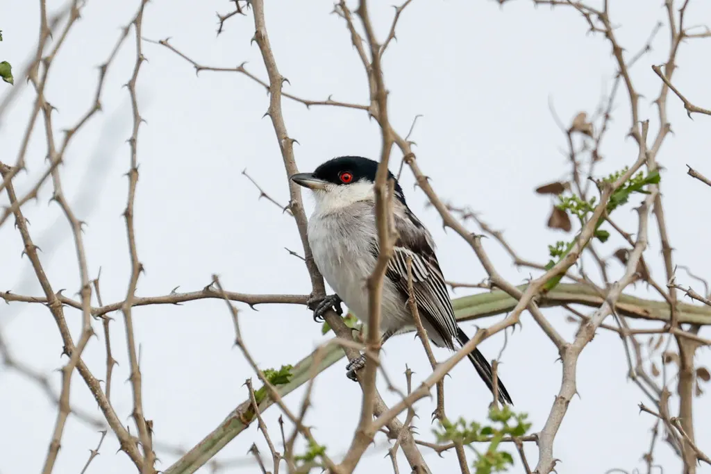 普氏篷背鵙(Dryoscopus pringlii)