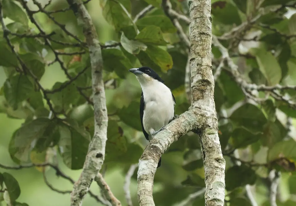 大嘴蓬背鵙(Dryoscopus sabini)