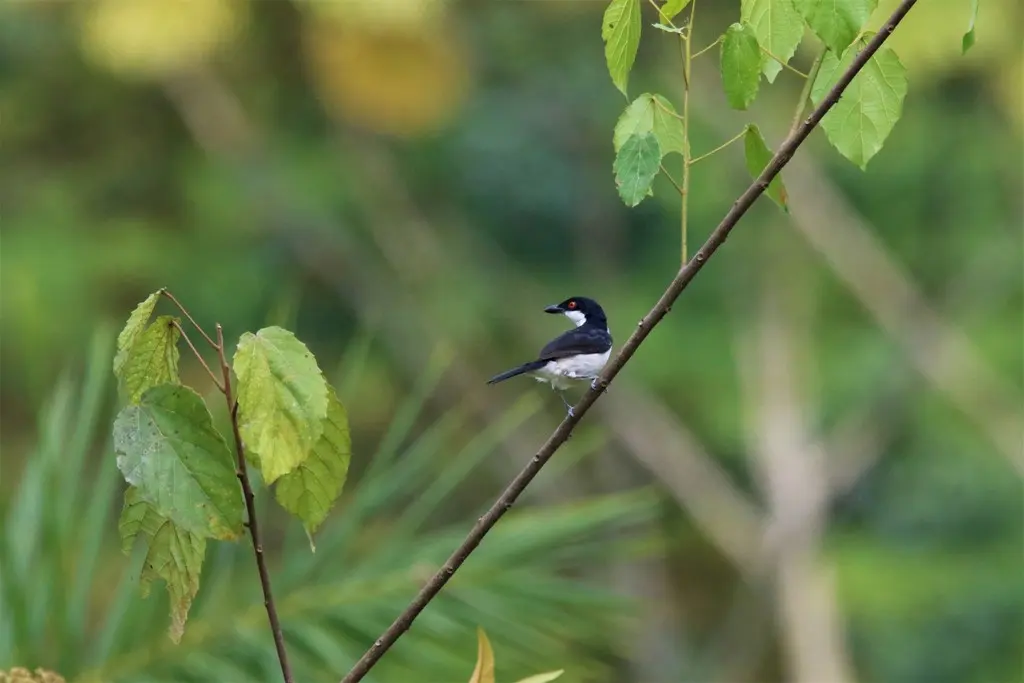 红眼蓬背鵙(Dryoscopus senegalensis)