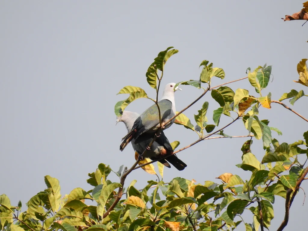 绿皇鸠(Ducula aenea)