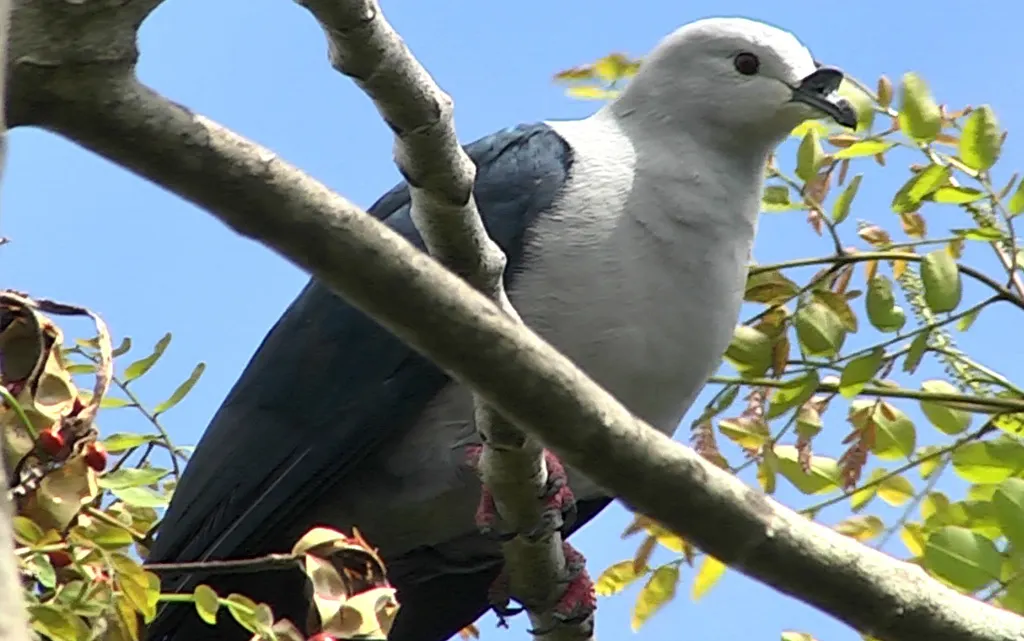 波利皇鸠(Ducula aurorae)