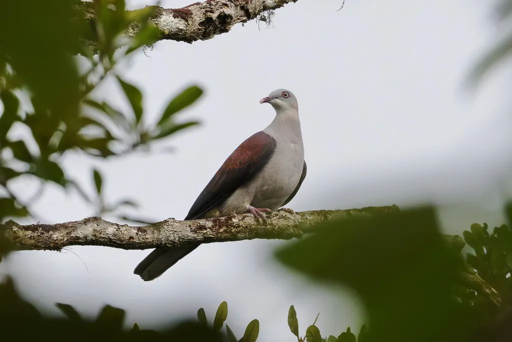 山皇鸠(Ducula badia)