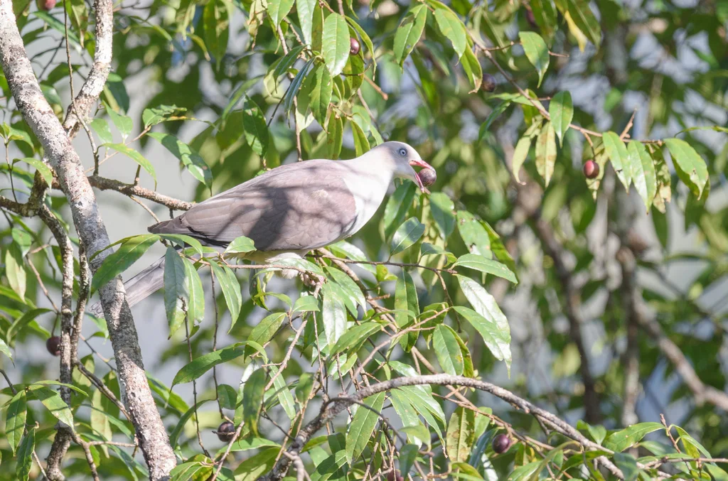 山皇鸠(Ducula badia)