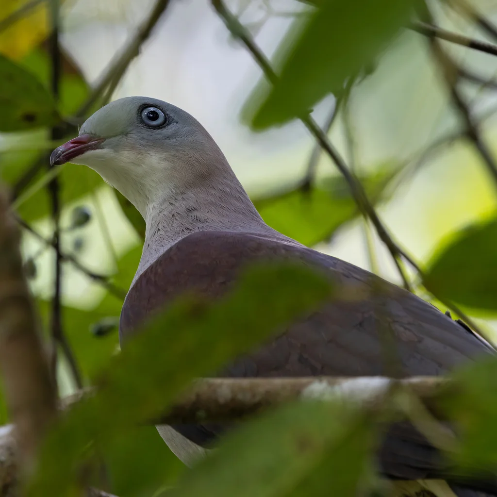 山皇鸠(Ducula badia)
