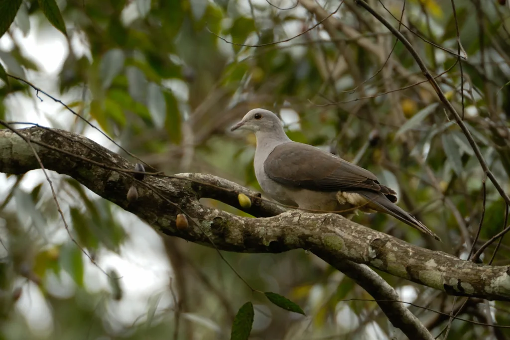 马拉巴山皇鸠(Ducula cuprea)