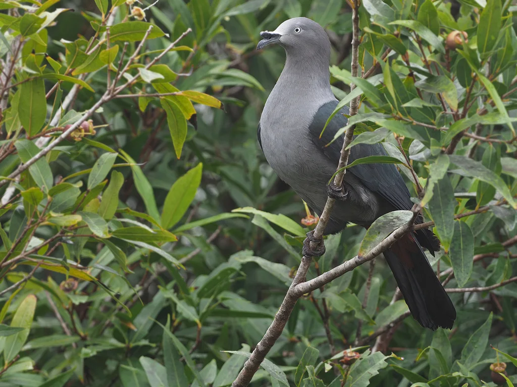 马克萨斯皇鸠(Ducula galeata)