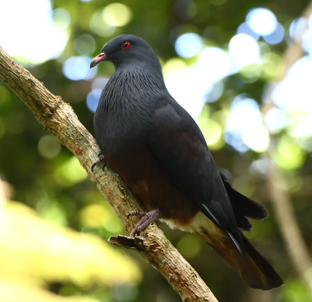 巨皇鸠(Ducula goliath)