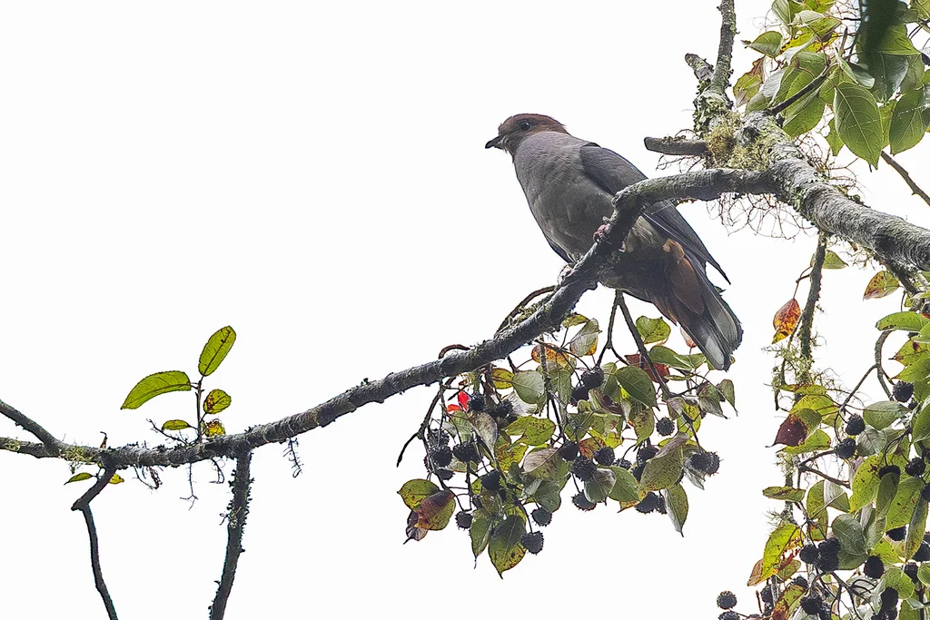 黑背皇鸠(Ducula lacernulata)
