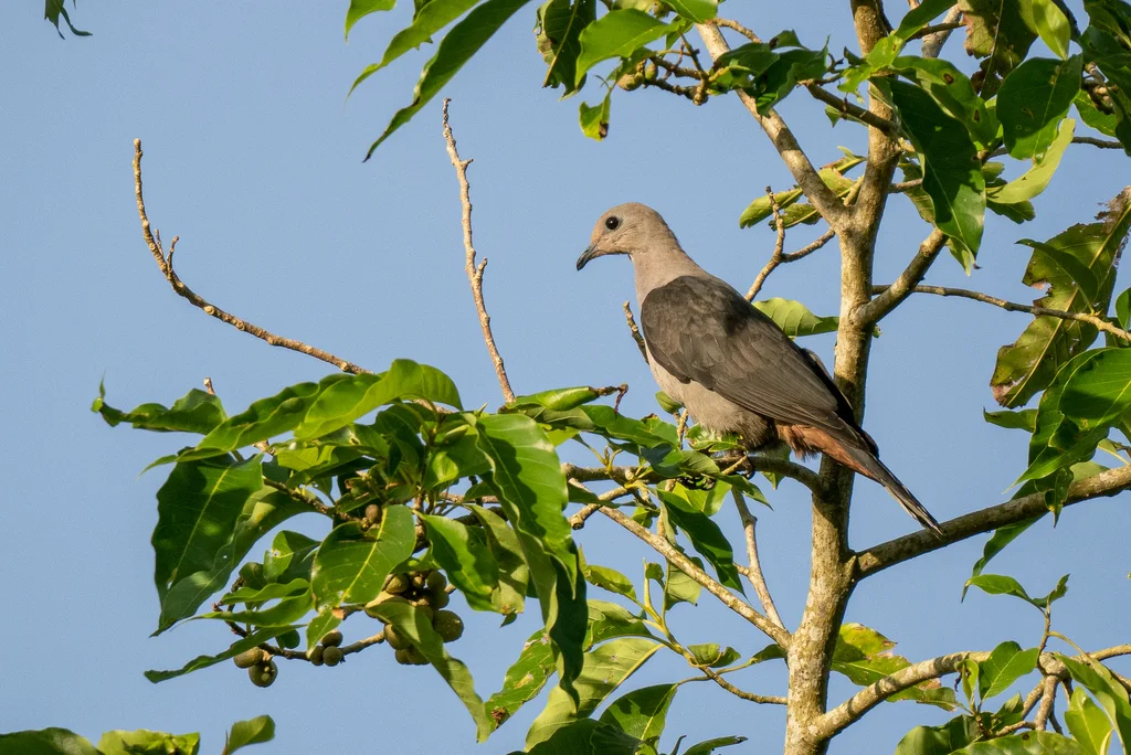 黑背皇鸠(Ducula lacernulata)